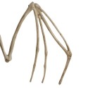 Nahkhiire skelett - kaunistus 30cm