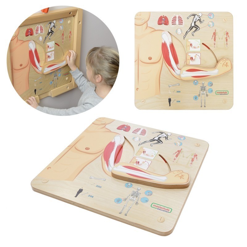 MASTERKIDZ Montessori lihasluukonna õppetahvel | FreshDesign.ee