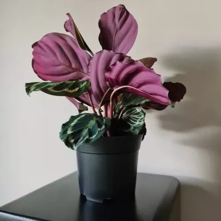 Istutuspott - komplekt 500 tk