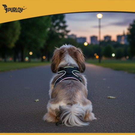 Survevabad reguleeritavad lemmikloomarakmed M-suurus, helkuritega, komplektis jalutusrihm