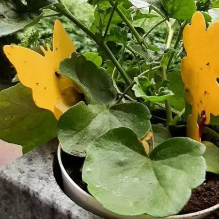 Kollased Liimpüünised Taimedele – 12 Tk Kahjuripüünis Sise- ja Välistaimedele