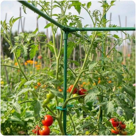11 mm tüüpi 3-pooluselised pistikud tomatitaimede jaoks Plonos PL-941 roheline 4tk