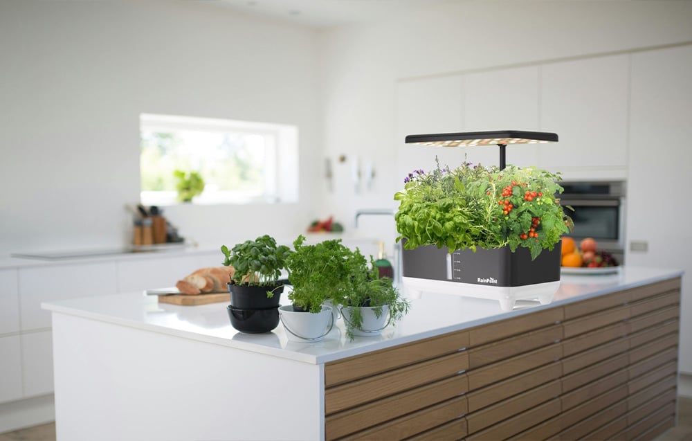 A home hydroponic system with growing basil and tomatoes sits on a white kitchen island