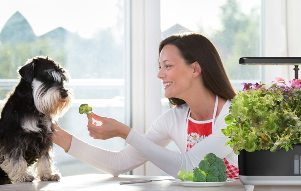 A smiling woman feeds a piece of broccoli to a small dog next to the hydroponic system on the table