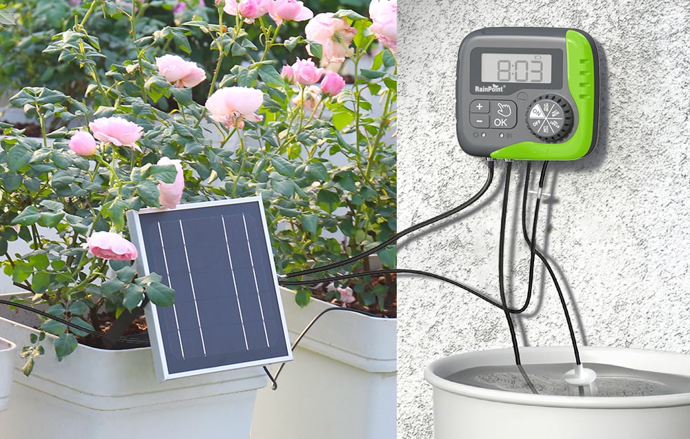 RainPoint solar irrigation system drawing water from a reservoir for caring for roses in garden pots