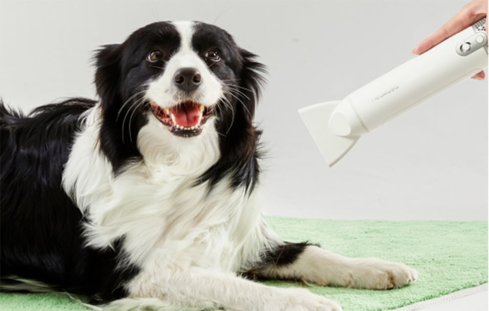 A black and white border collie dog lies on a green mat while someone holds a white dryer over his fur