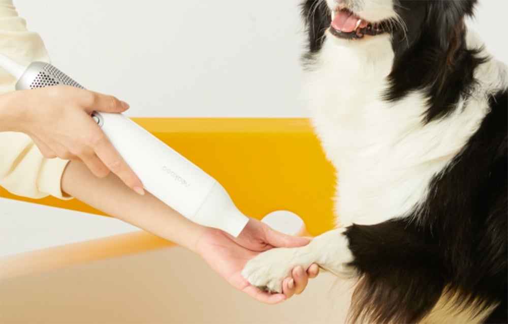 Hands hold a white dryer over the paw of a black and white dog