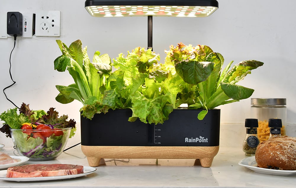 Various lettuce varieties are growing in a hydroponic system with a light-colored base under an LED panel