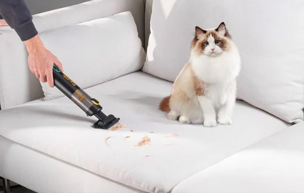 The vacuum cleaner collects the hair on the white couch. A cat sits next to him.