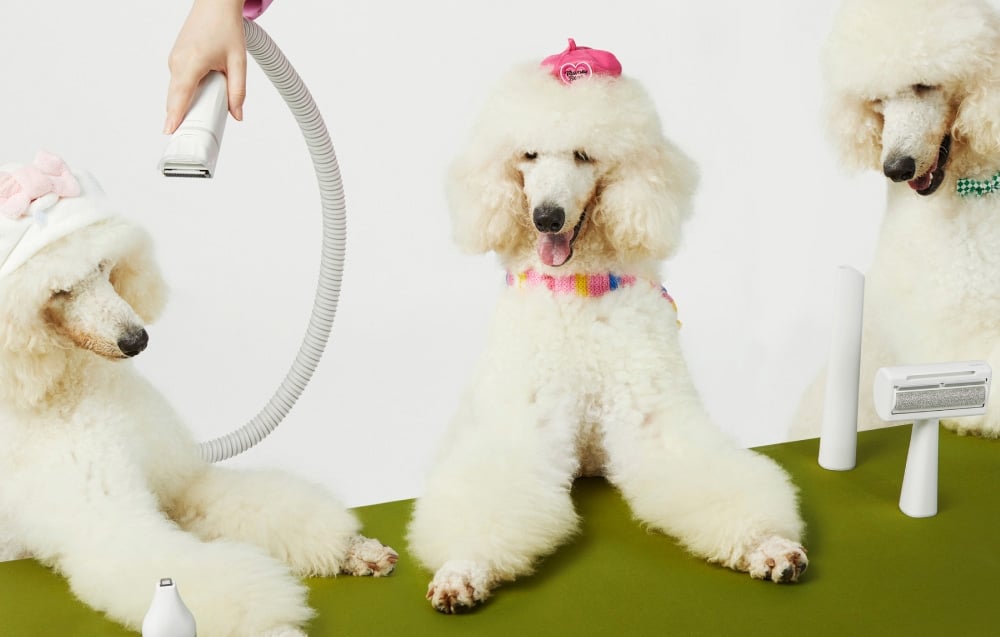 Hand holds vacuum cleaner hose over three white poodles sitting on a green surface