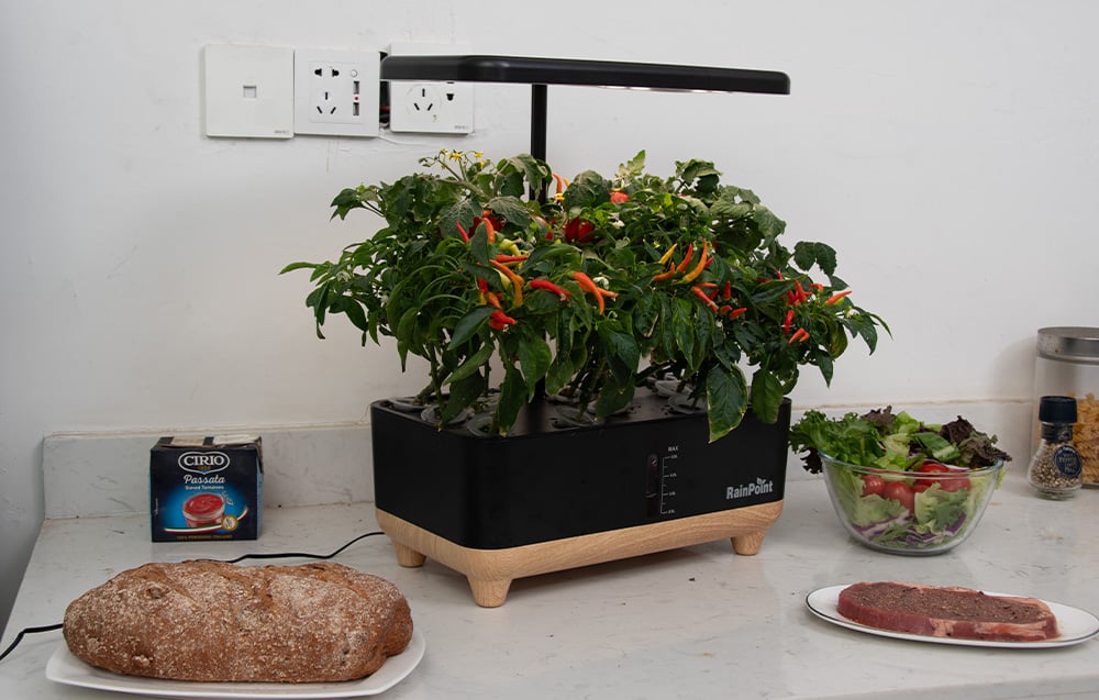 A black hydroponic system with growing peppers sits on a kitchen countertop next to a loaf of bread and a bowl of lettuce