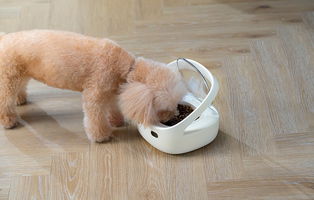 A beige dog eating food from a white automatic dispenser with a transparent lid