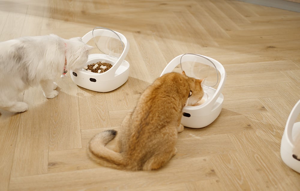 Two cats, white and red, eating from separate white automatic food dispensers