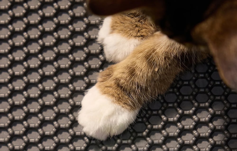 Close-up of a cat’s paws standing on a black, textured mat with a honeycomb pattern
