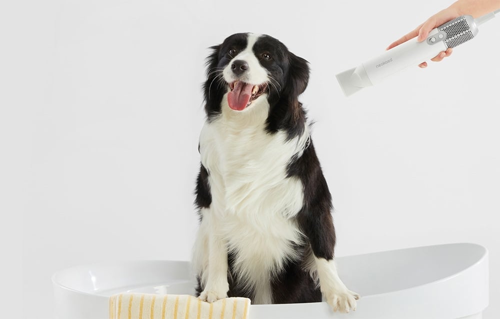 A black and white dog sits in a white bathtub while a hand points a white hair dryer toward him