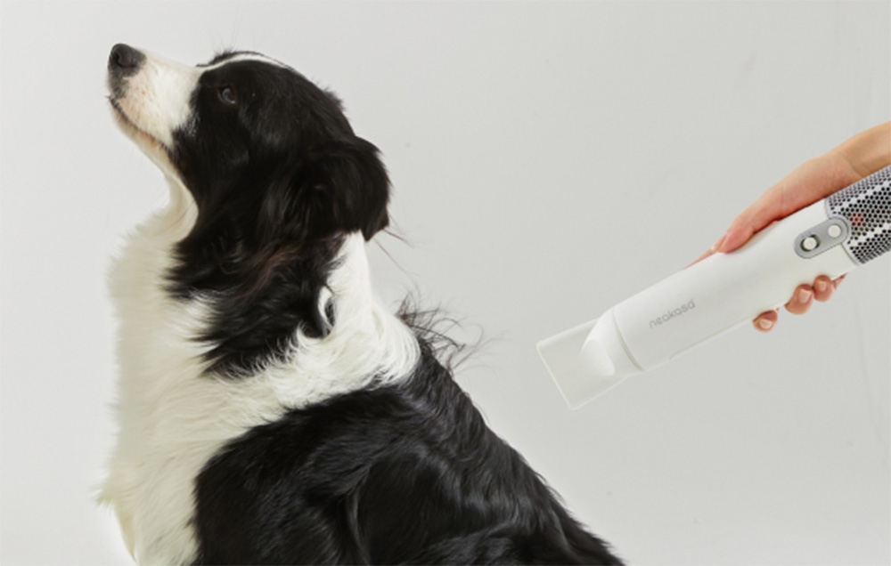 Black and white dog turned sideways while drying