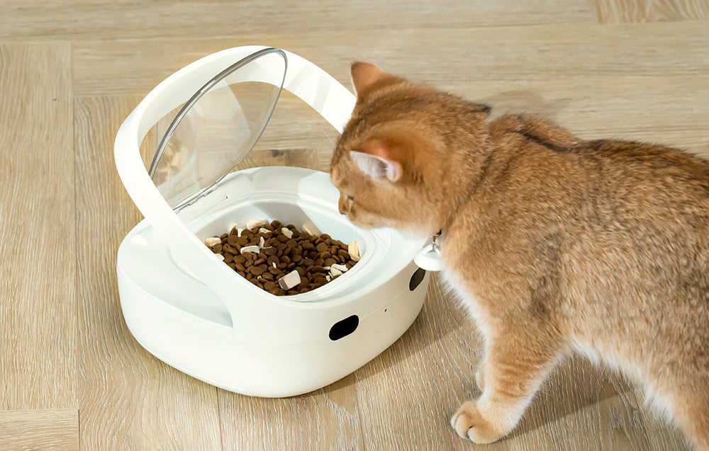 A red cat eating food from a white automatic dispenser with the lid open