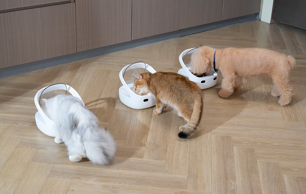 Two cats and a dog eating from three automatic food dispensers on the floor