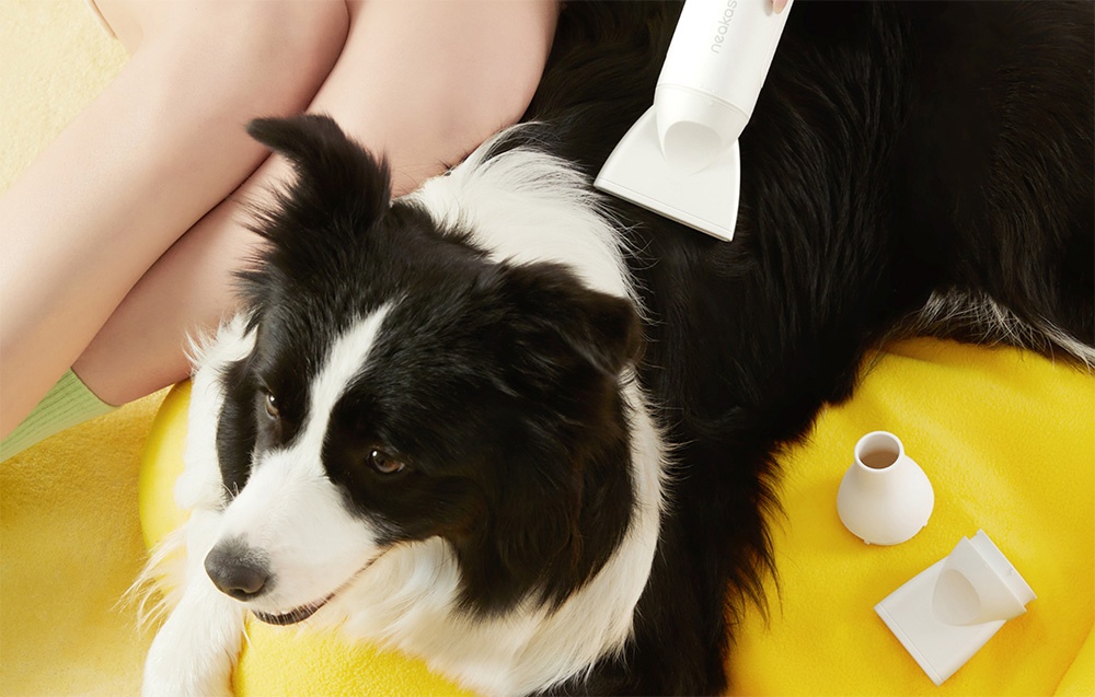 A person in green socks sits next to a black and white dog on a yellow surface, holding a white dryer