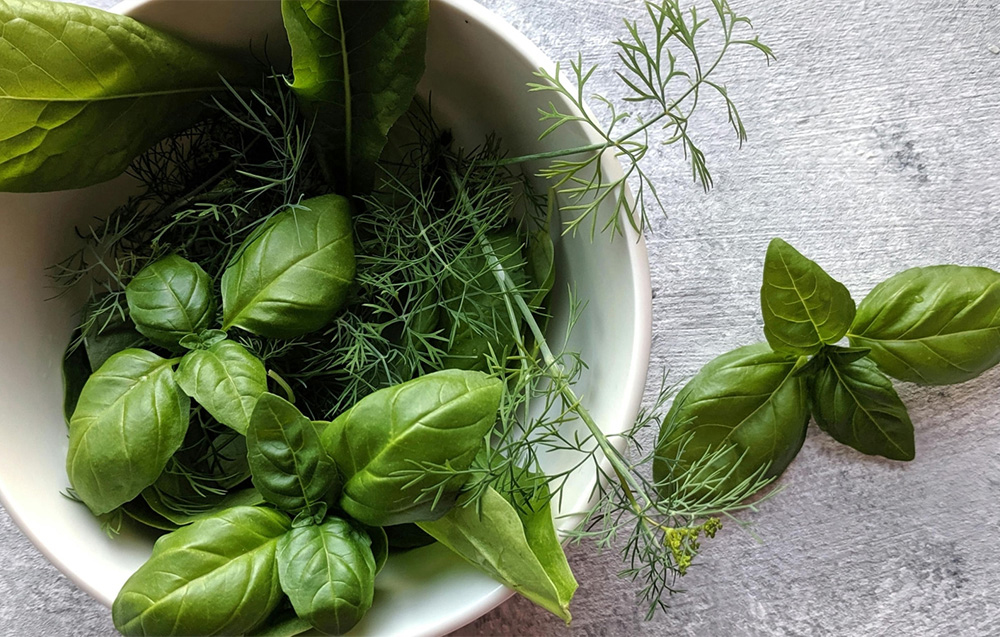 Fresh basil leaves and sprigs of dill lie in a white bowl and next to it on a gray surface